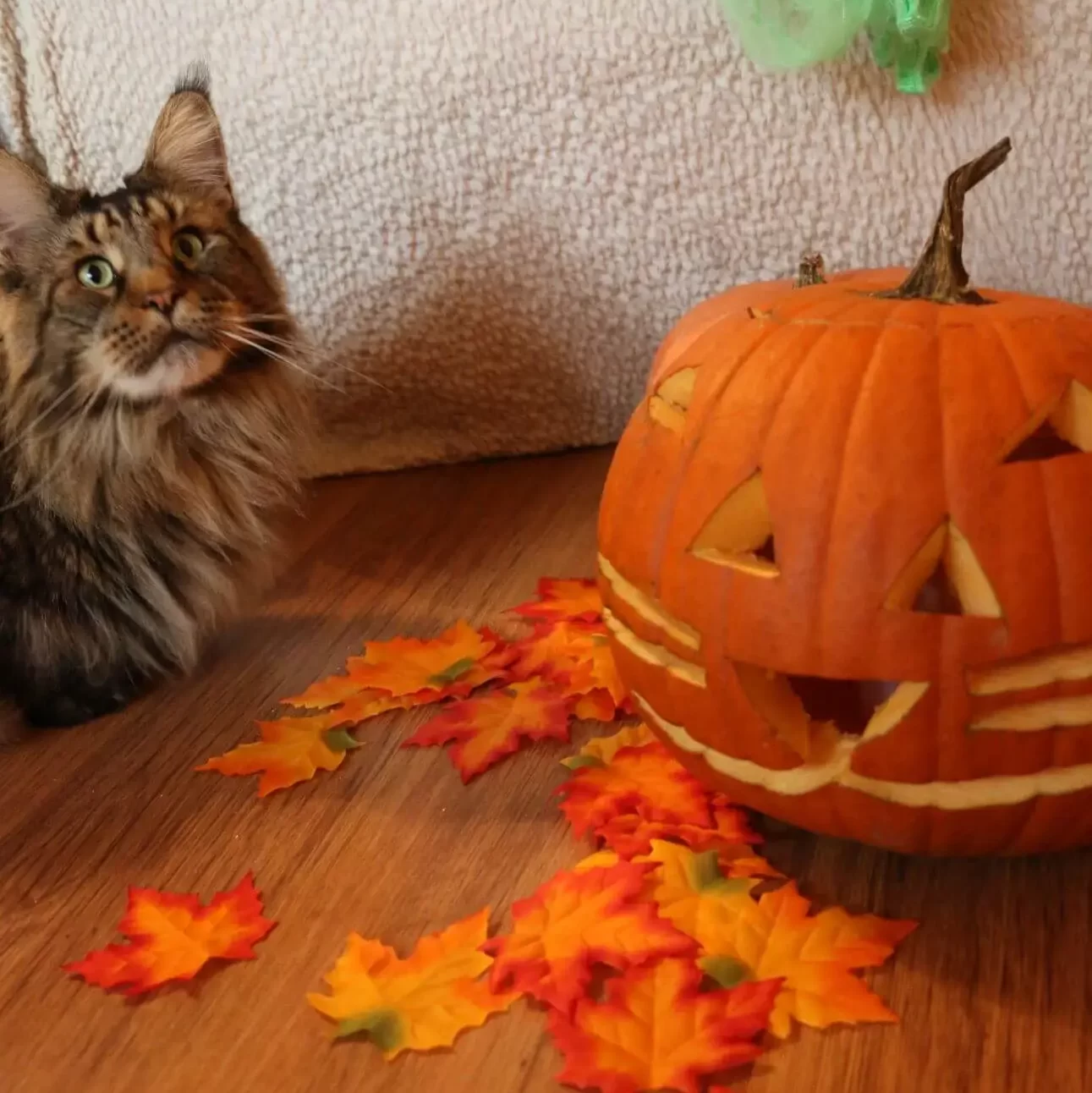 Tirus és a cicafejnek kifaragott Halloween töklámpás. Elkészítésével átélhetők a mókás cicás percek.