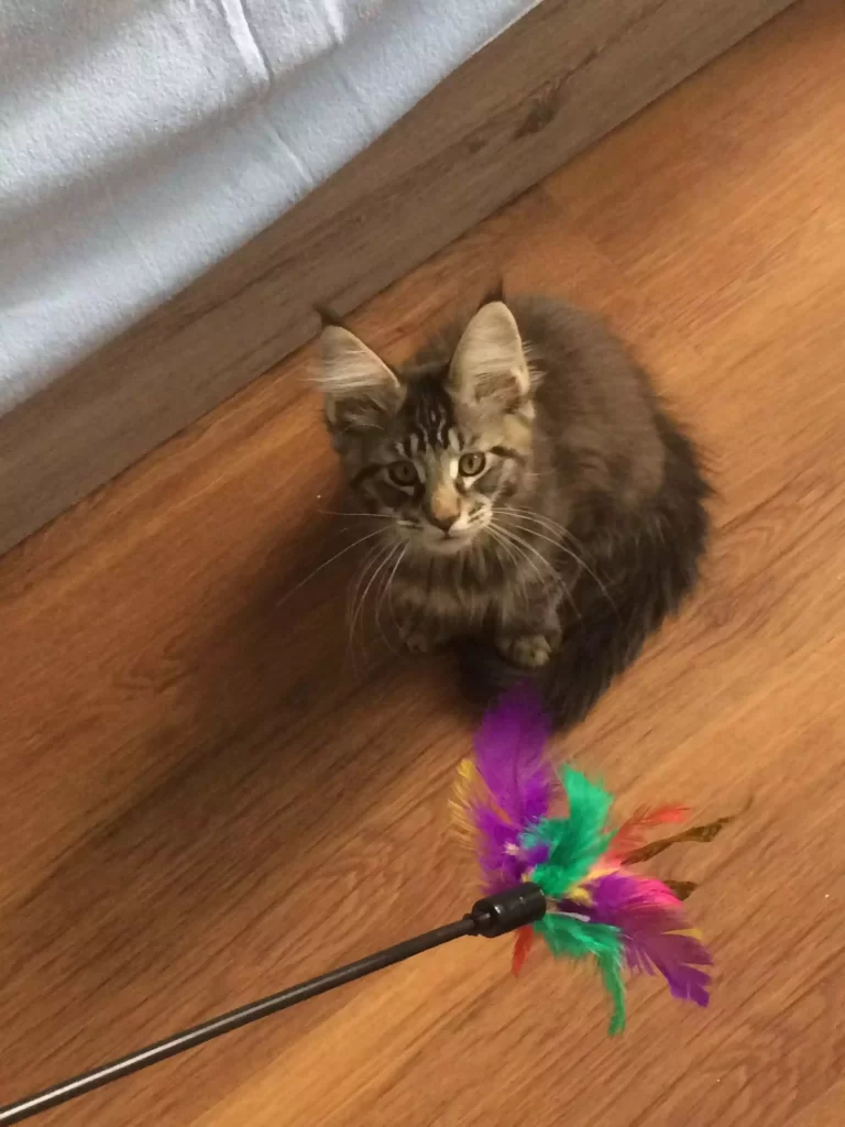 Tiramisu with his feather pole on the first day in his new home