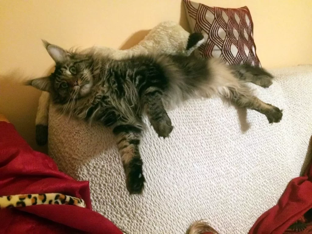 Maine coon és oroszlán