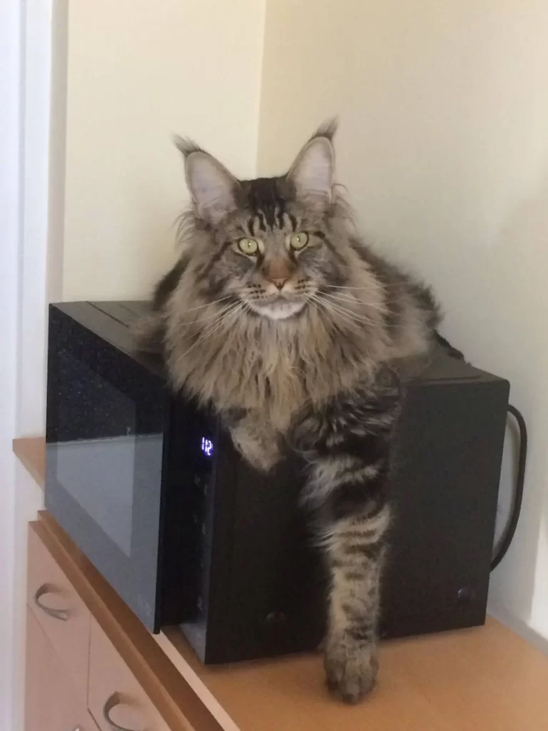 Pihenő maine coon