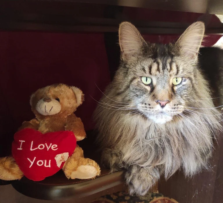 Macskák és spiritualitás